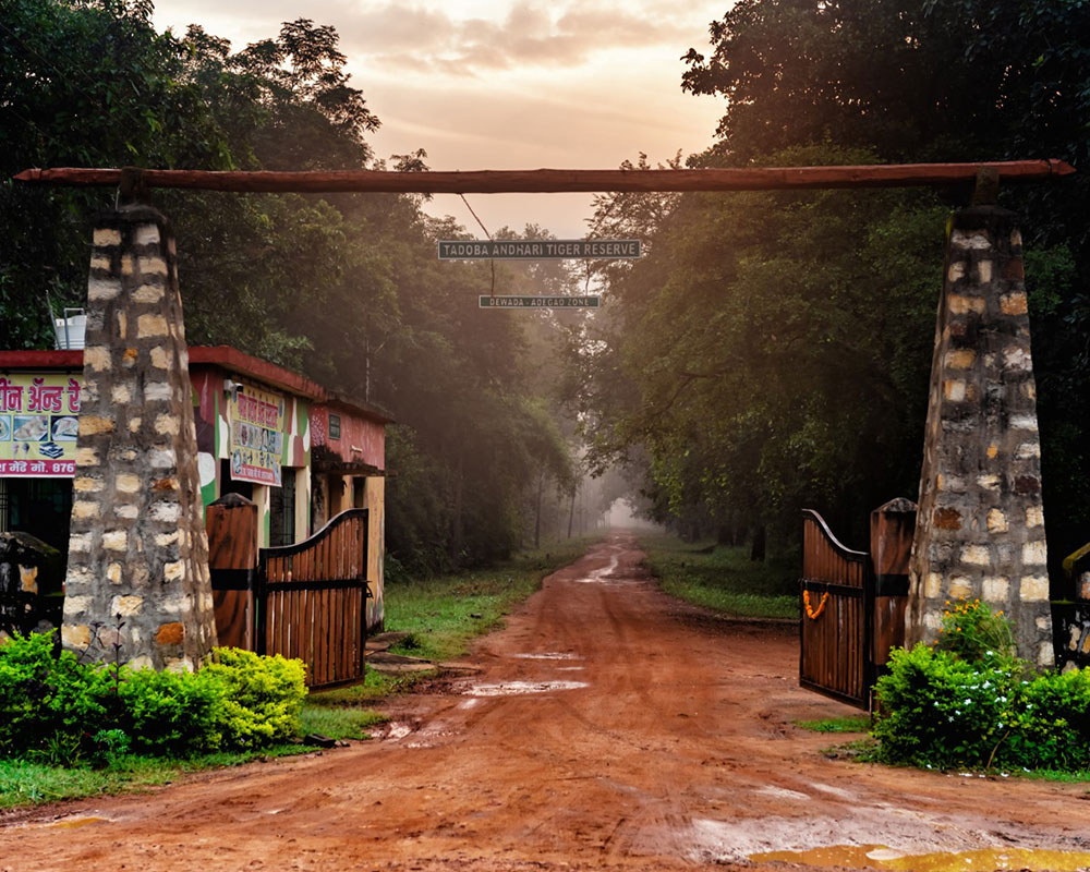 best safari in madhya pradesh