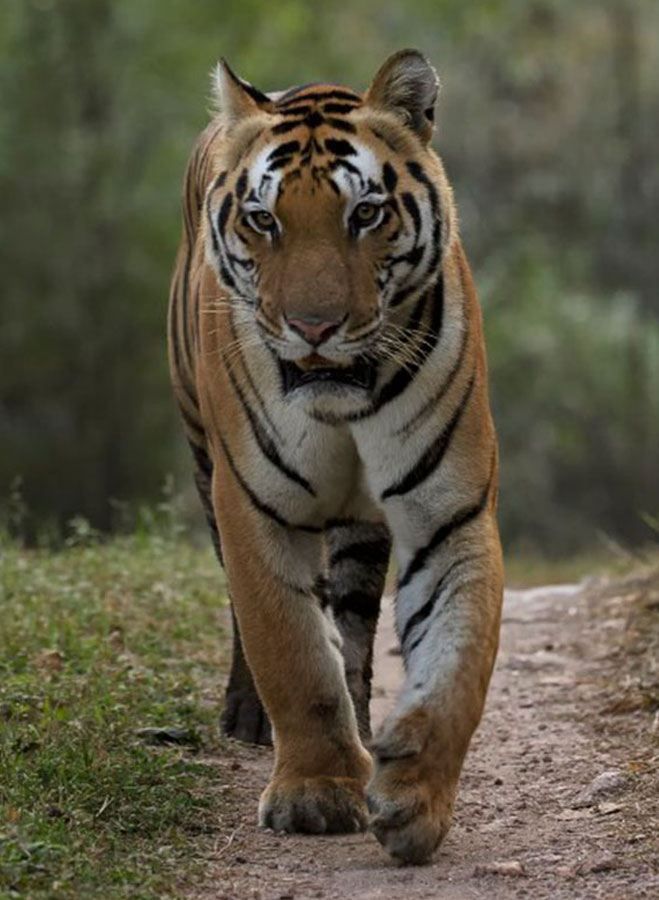 how to booking tiger safari india