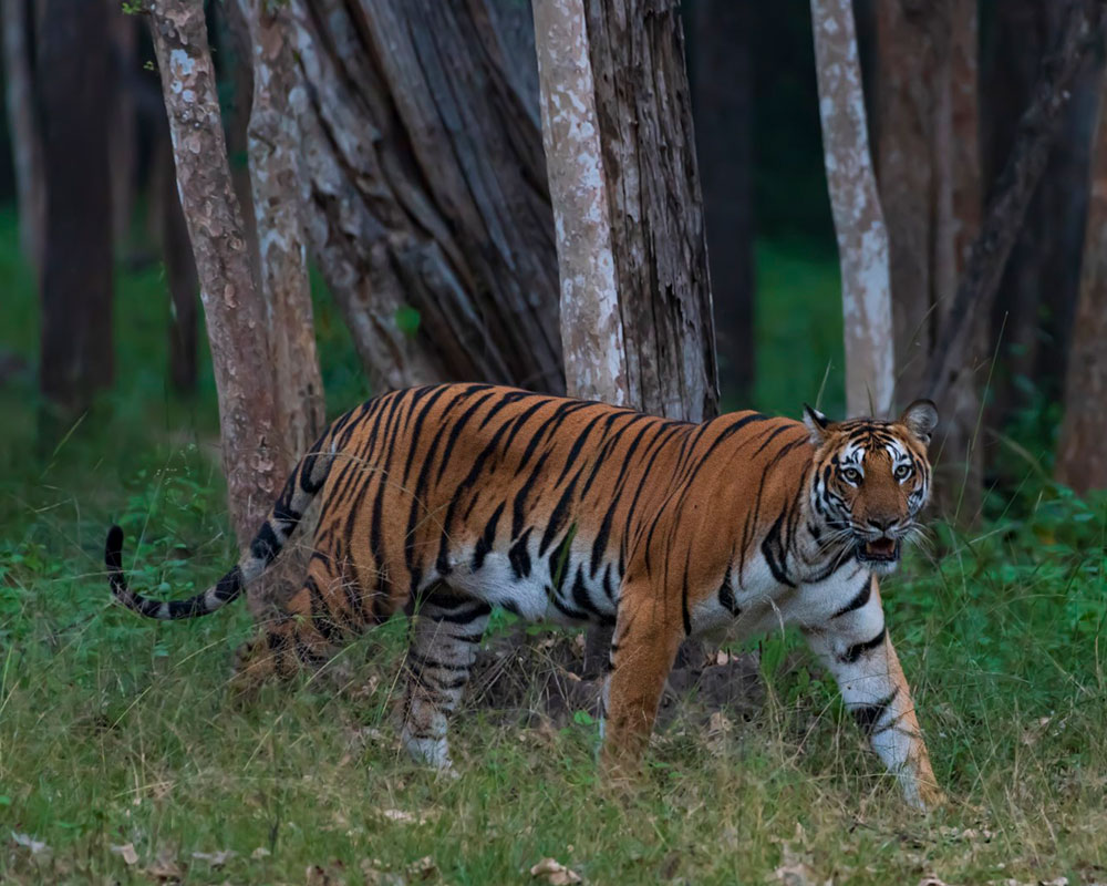 tadoba national park