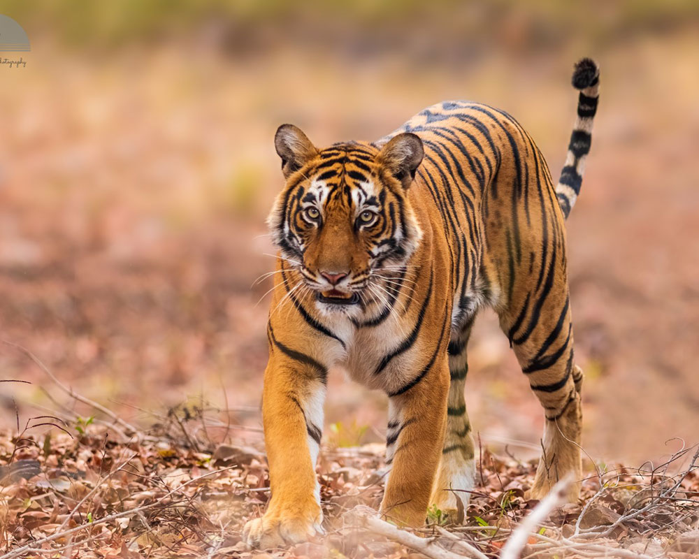 kanha tiger reserve tour