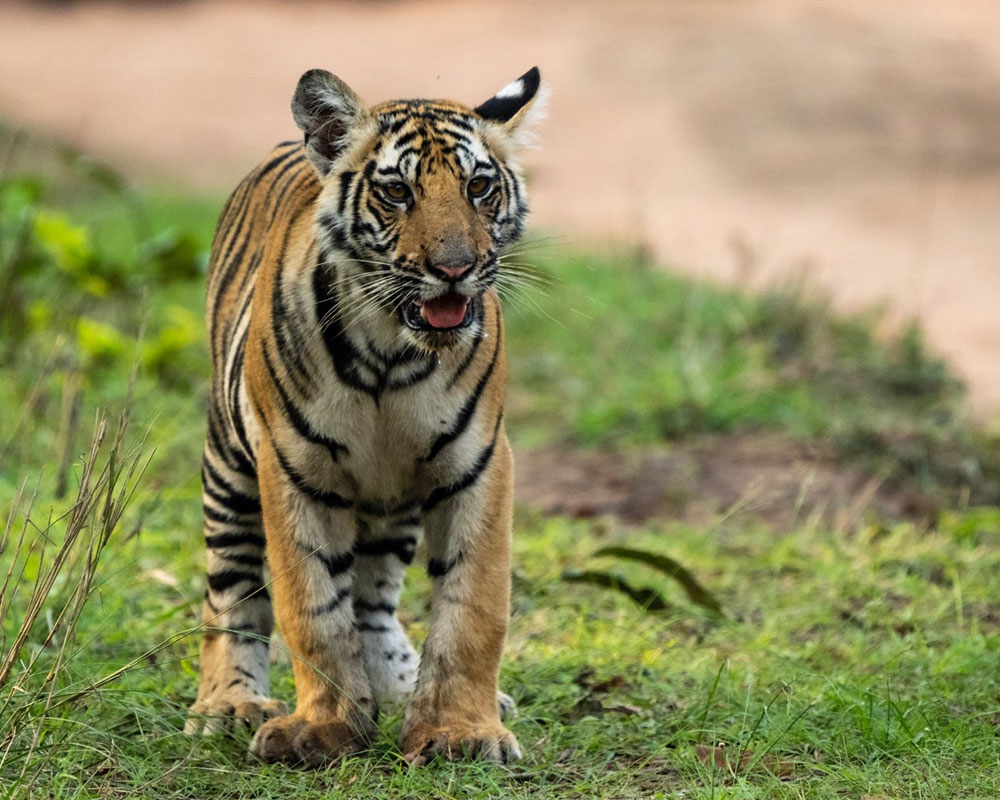 jungle camps india