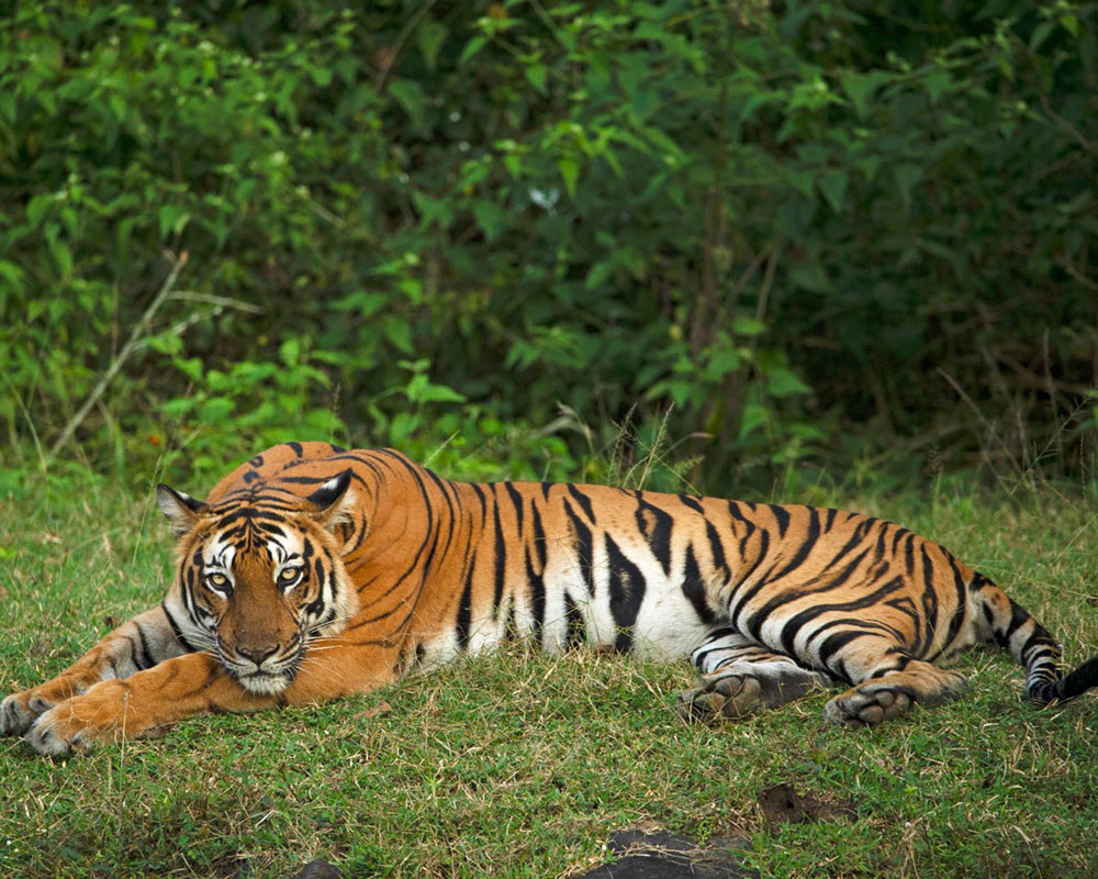 kanha jungle camp