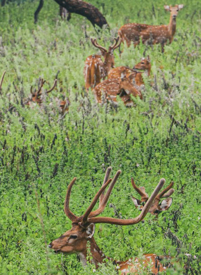 pench jungle camp