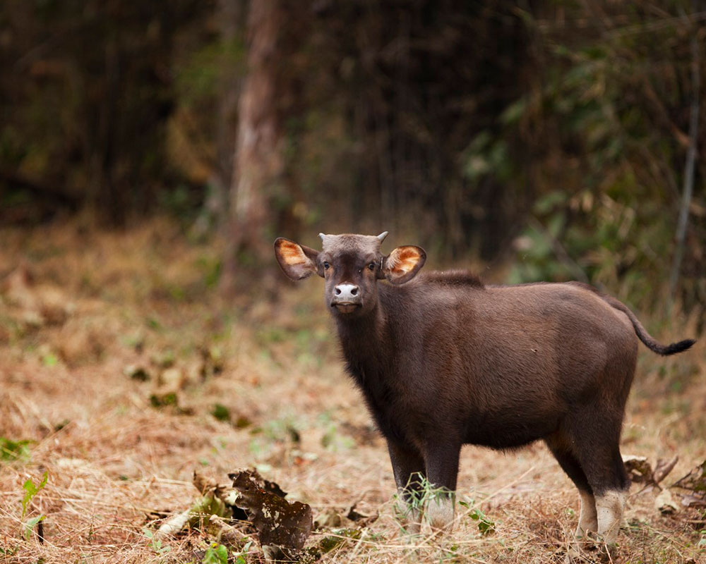 game drives in india