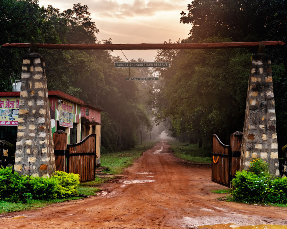 tiger trails in india