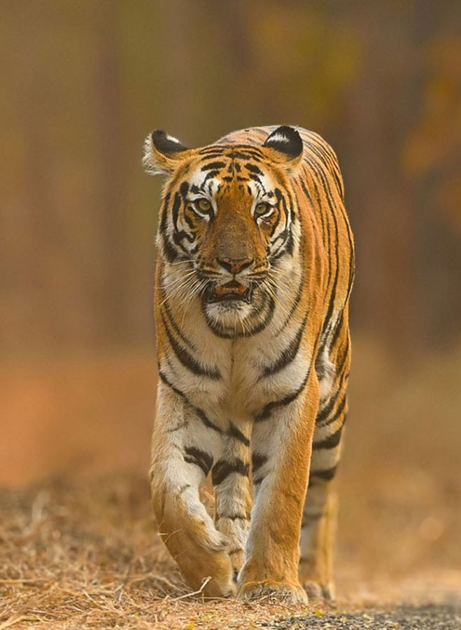 india wildlife best tours