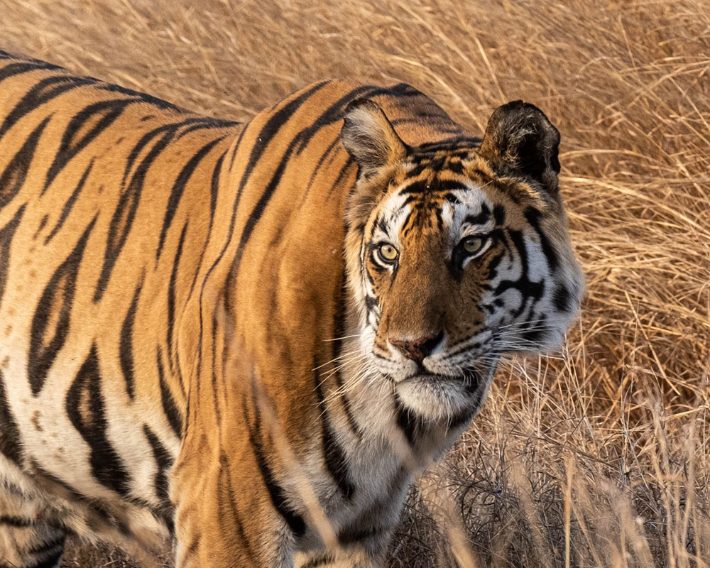 big cat safari india