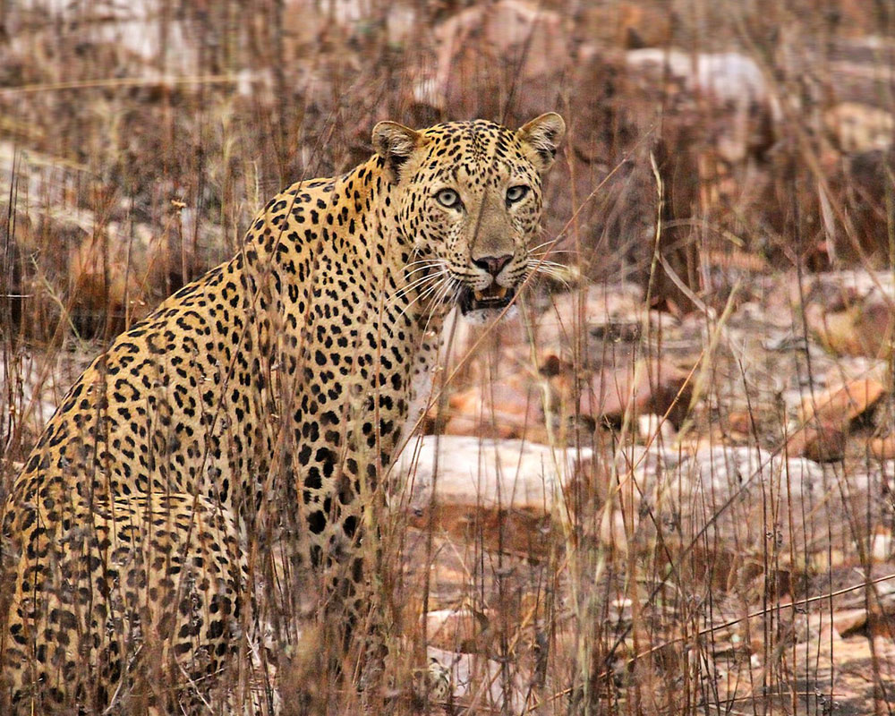 tadoba andhari tiger reserve