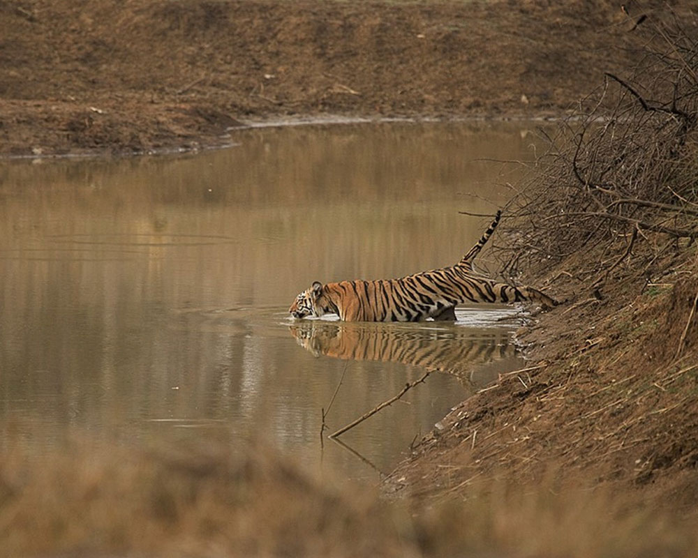 best tiger safari in india