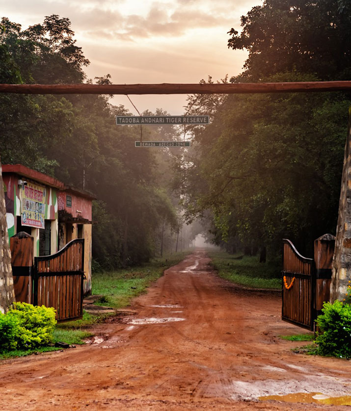 big cat safari india