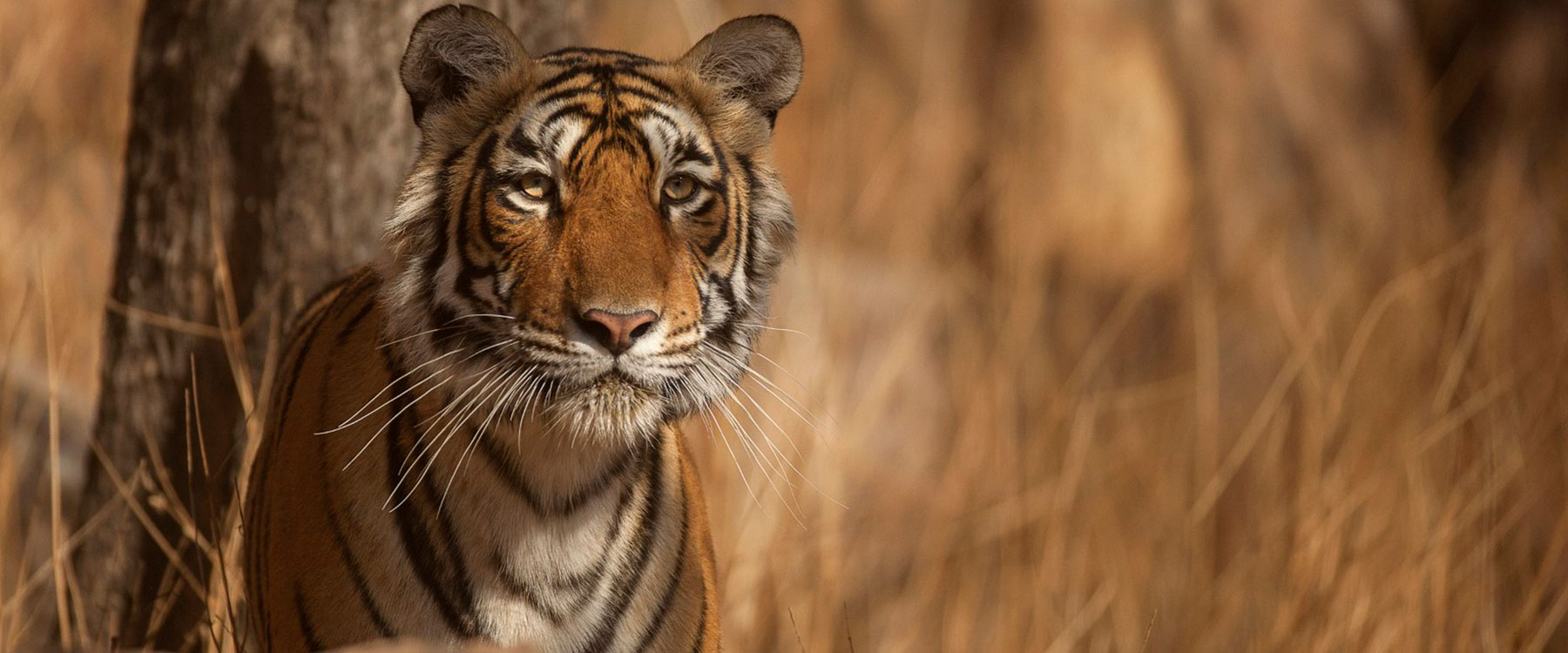 tiger reserve in maharashtra