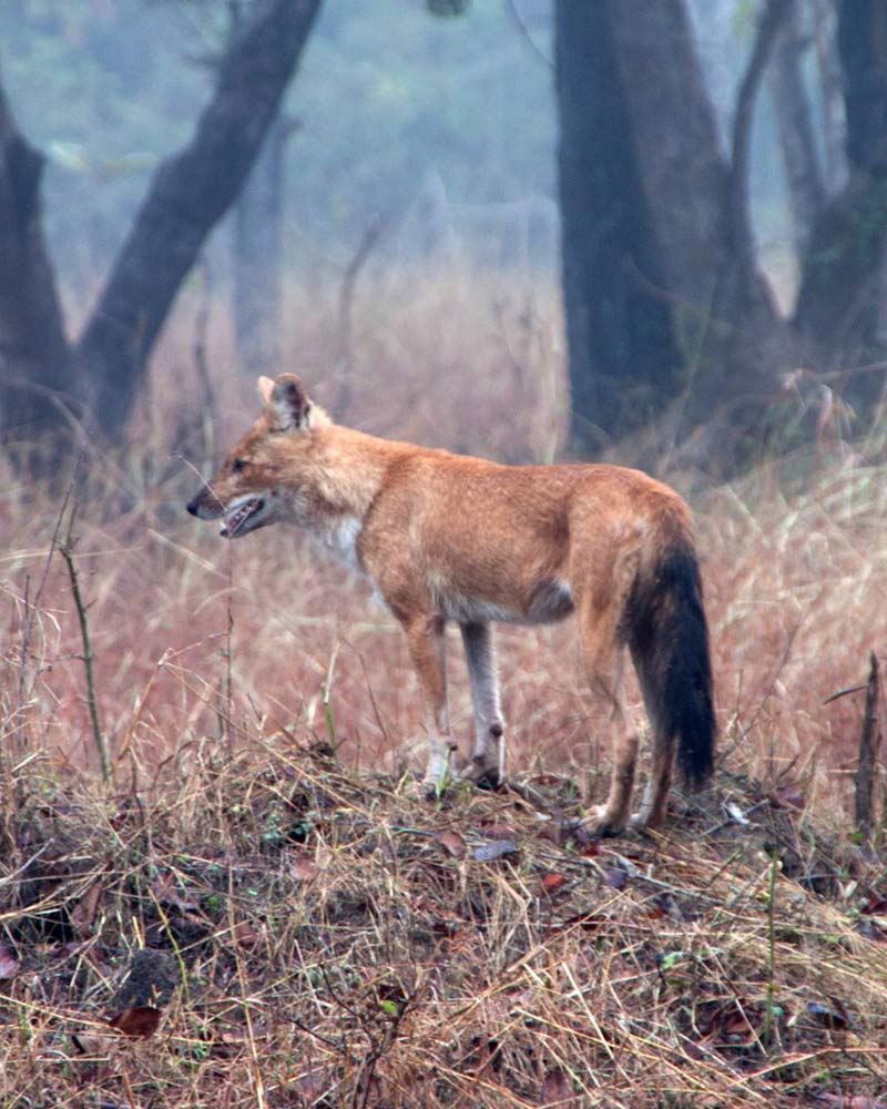 kanha tiger reserve tour