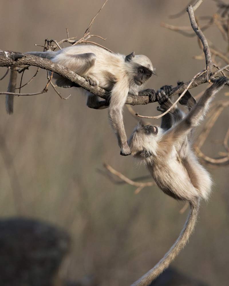 tadoba national park