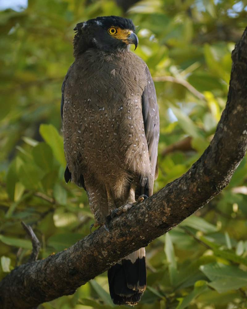 tiger reserve in maharashtra