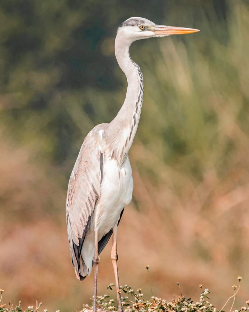 tadoba safari stay jungle lodge