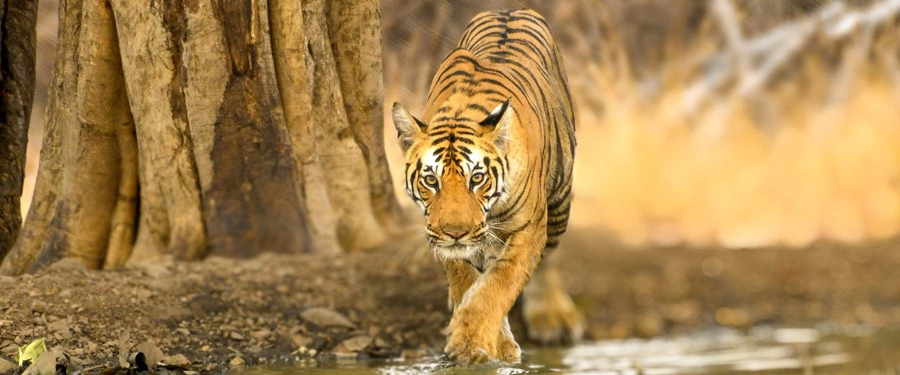 leopard in india