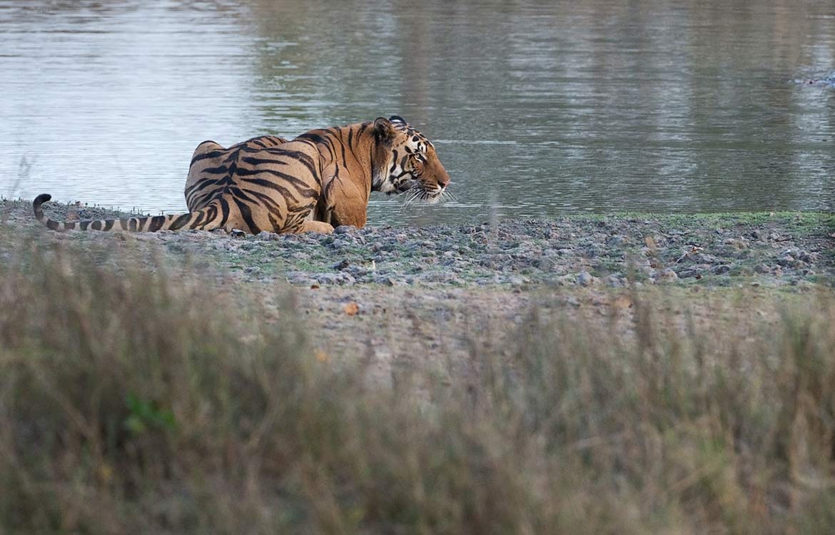 top 5 tiger safari in india