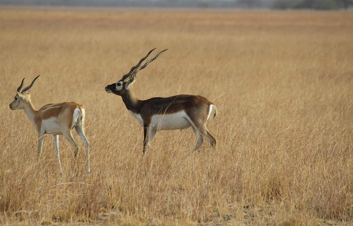 tadoba andhari tiger reserve