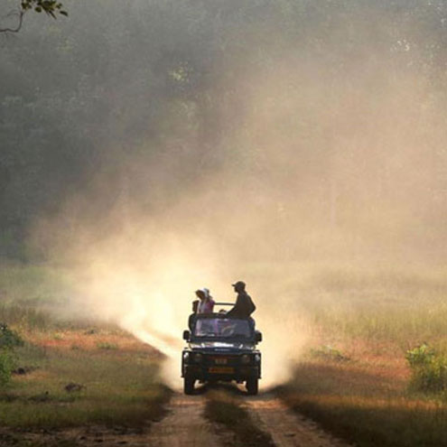 tiger safaris in madhya pradesh