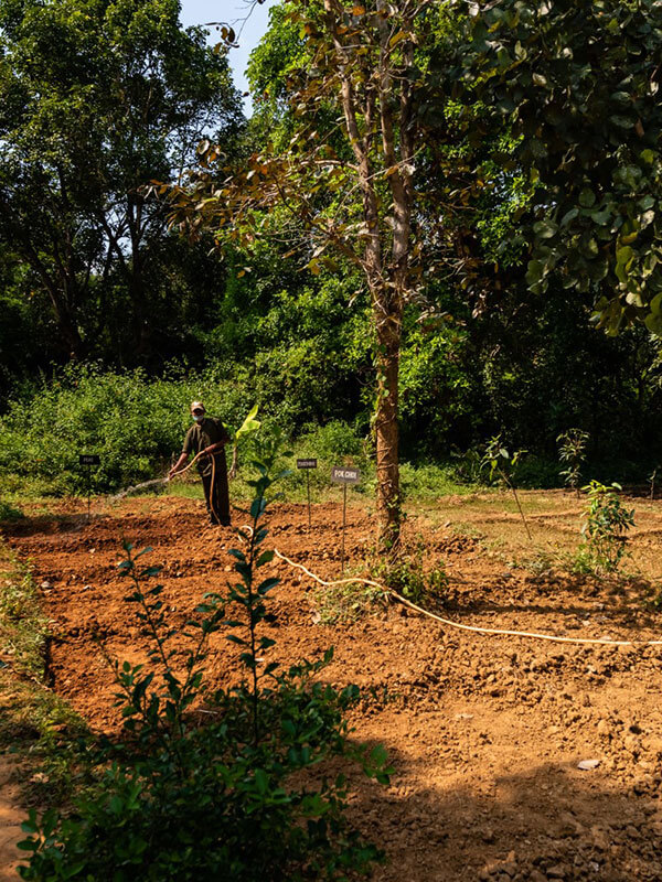 jungle safari in india