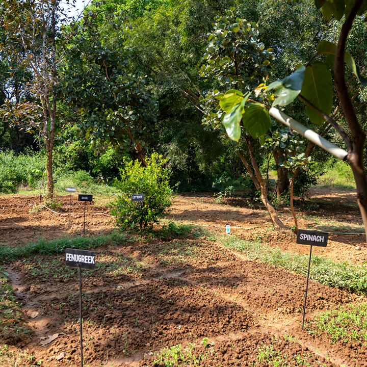 tiger reserve in maharashtra