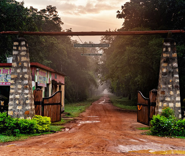 tadoba national park