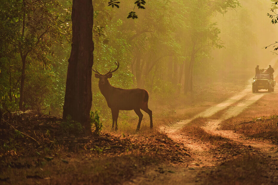 india jungle safari