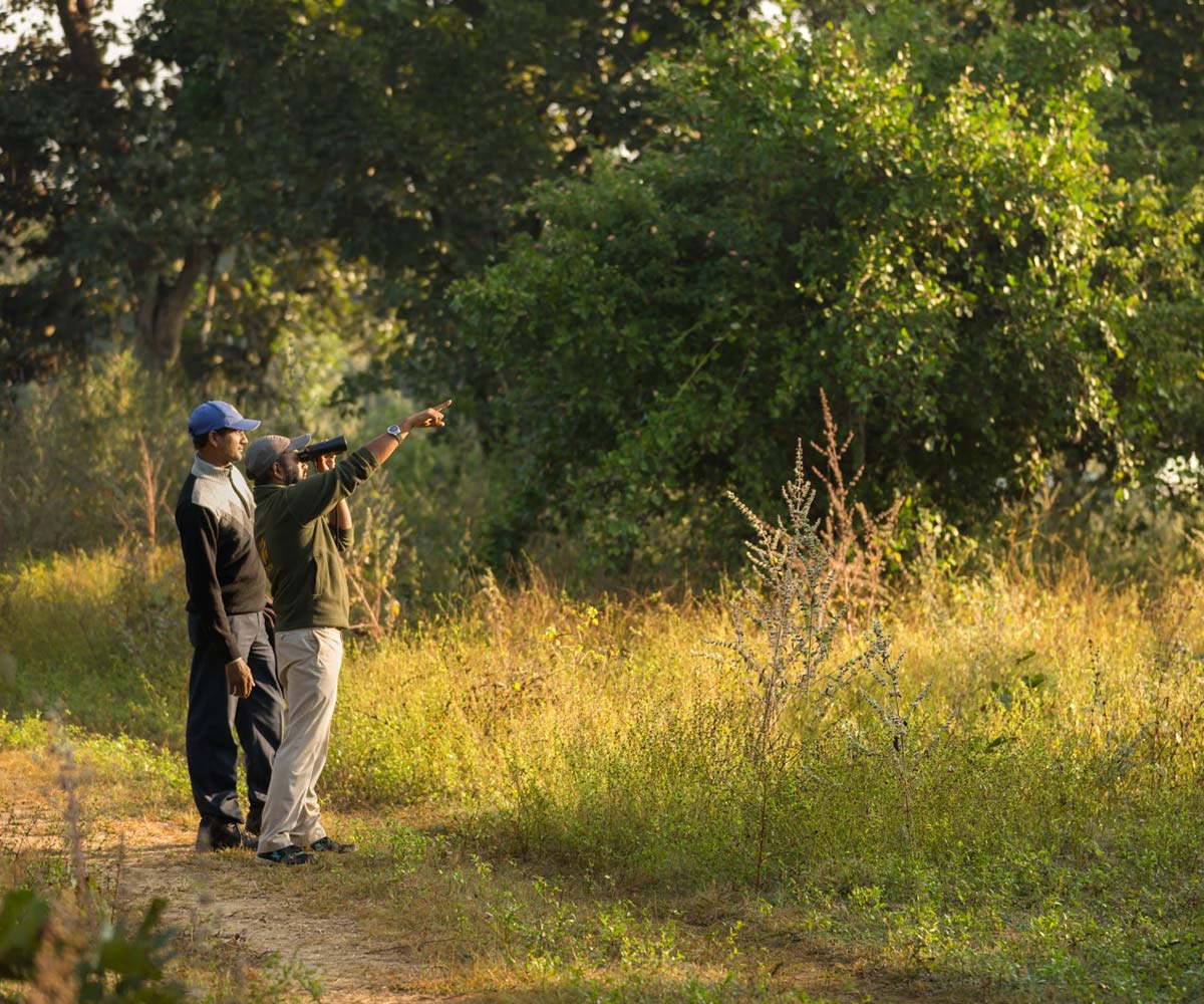 kanha jungle camp