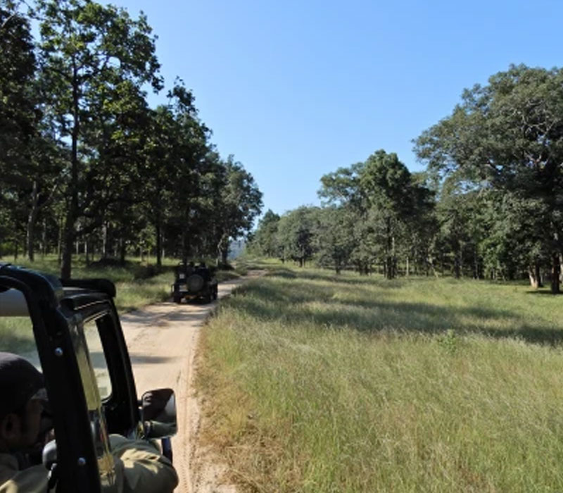 tiger safaris in madhya pradesh