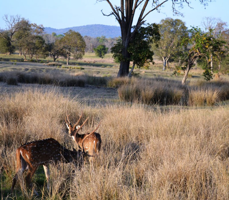 tiger reserve in maharashtra