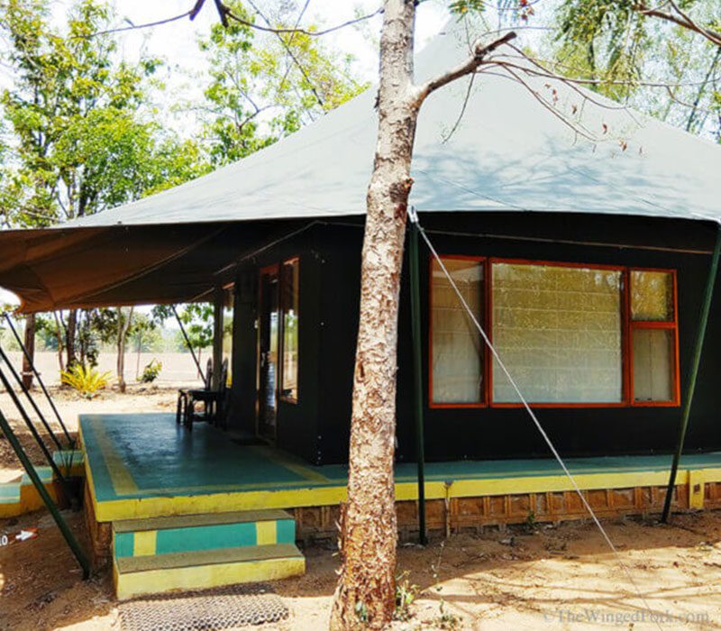 tadoba tiger reserve