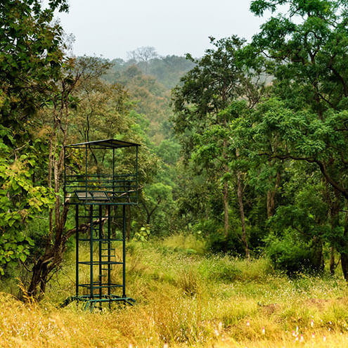 tiger reserve in madhya pradesh