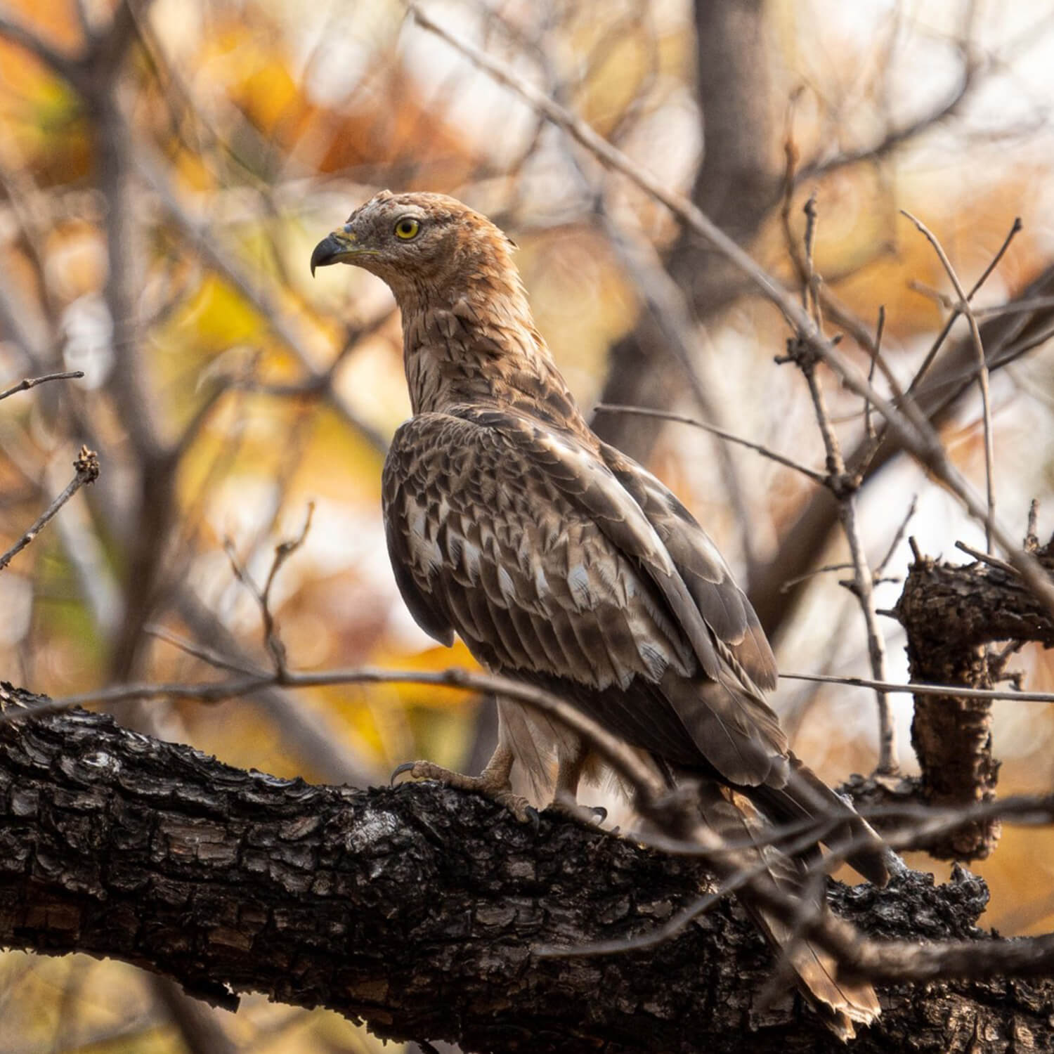 best safari in madhya pradesh