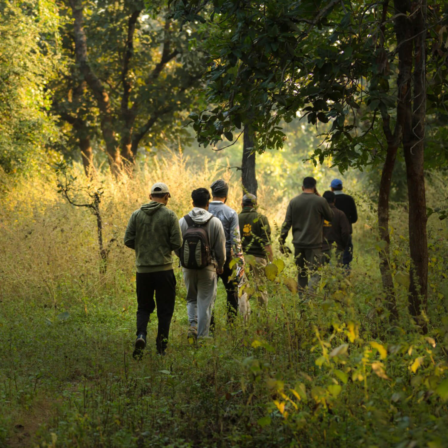 tiger trails in india