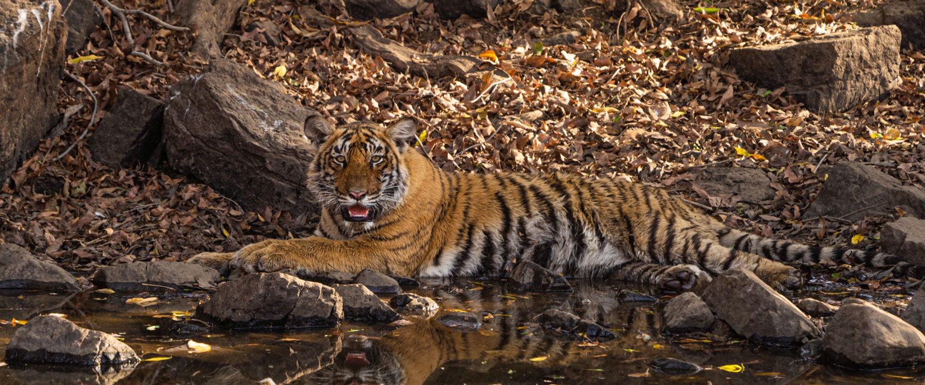 pench safari india