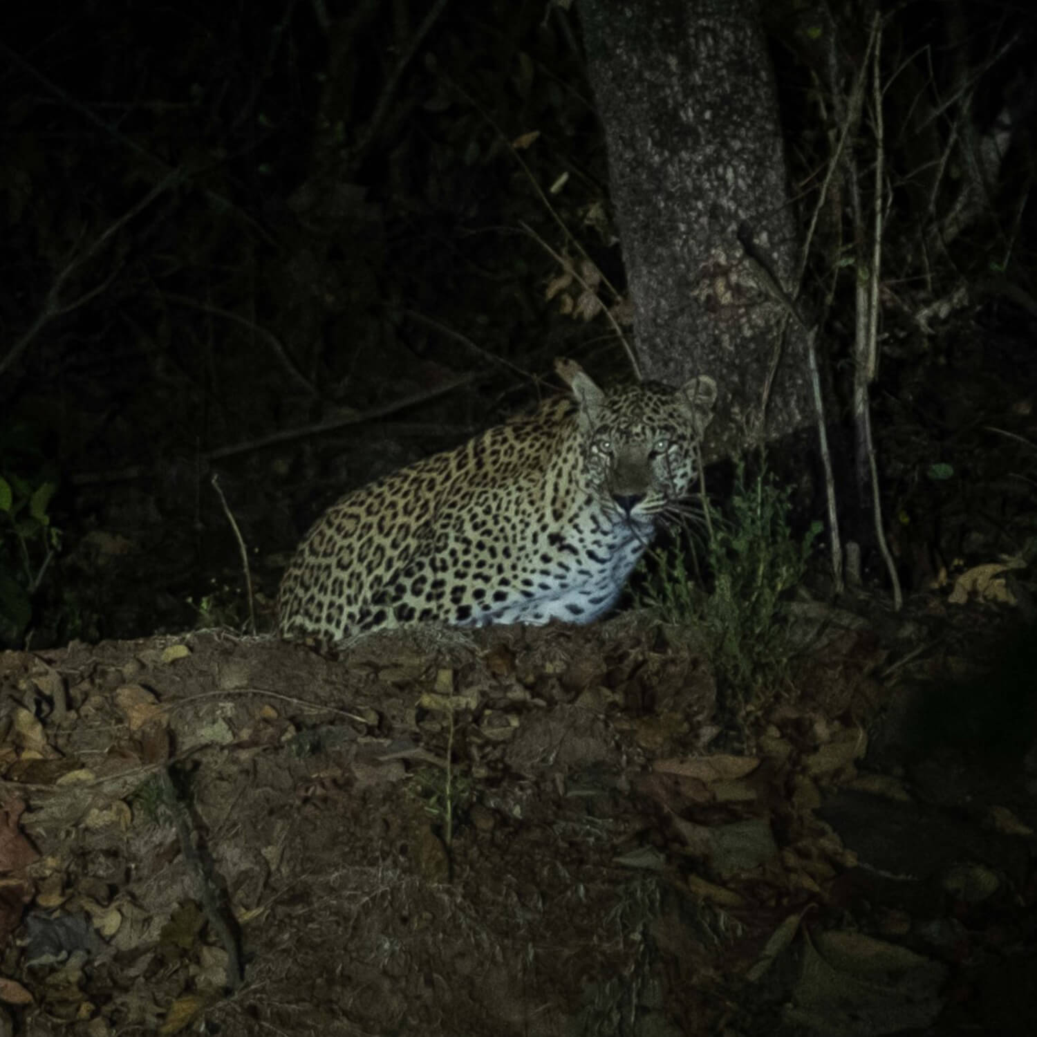 pench national park