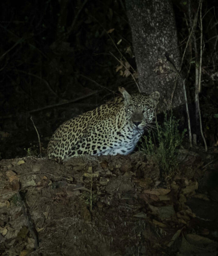 rukhad tiger reserve