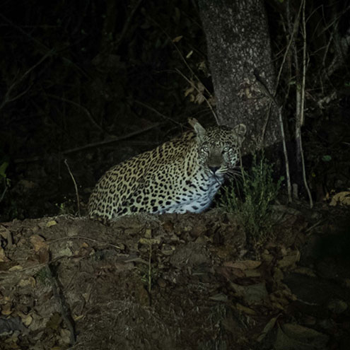 pench national park