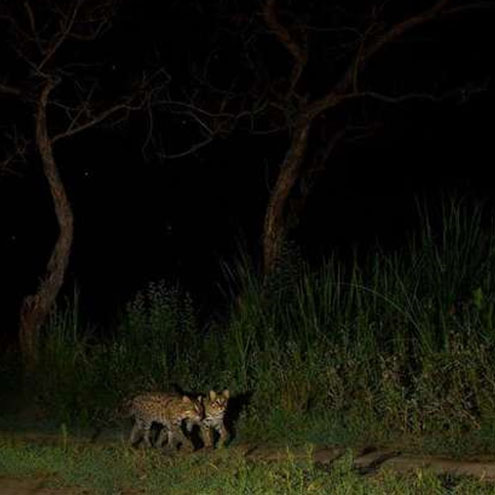 tadoba jungle camp