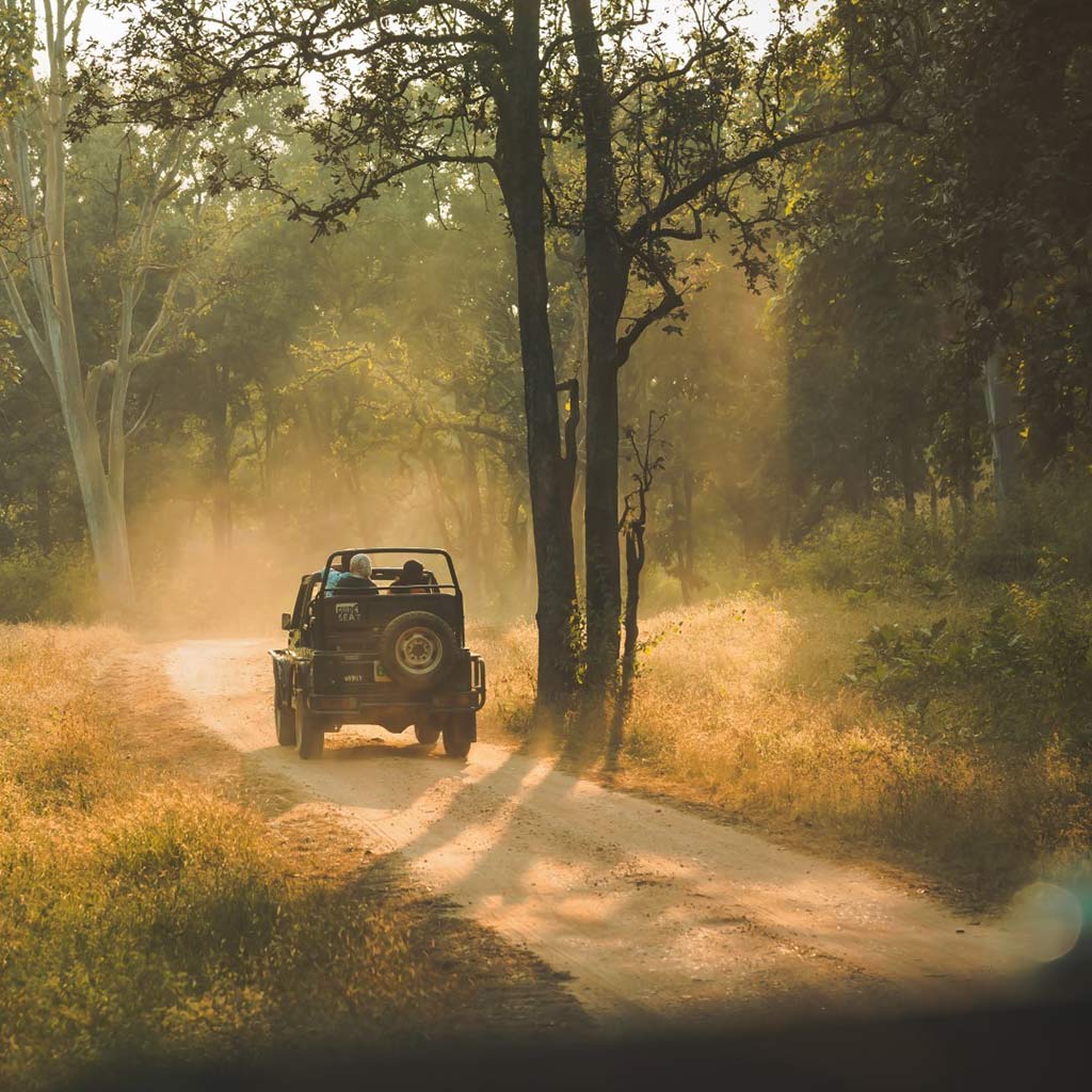 tiger trails in india