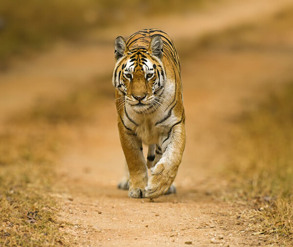 pench tours