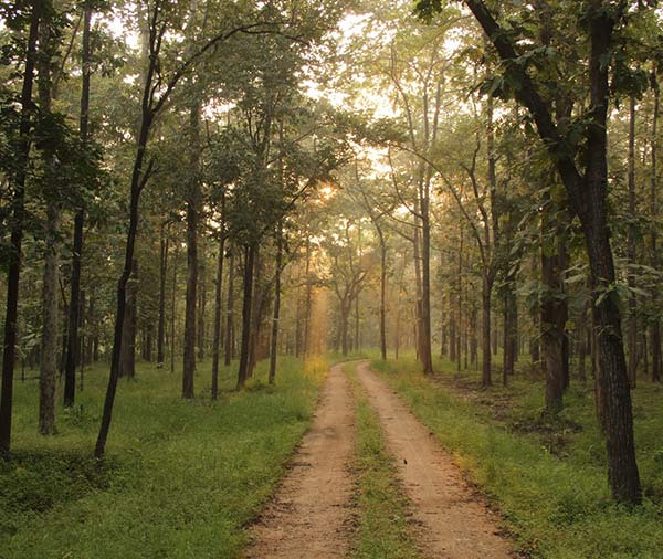 tiger safari india