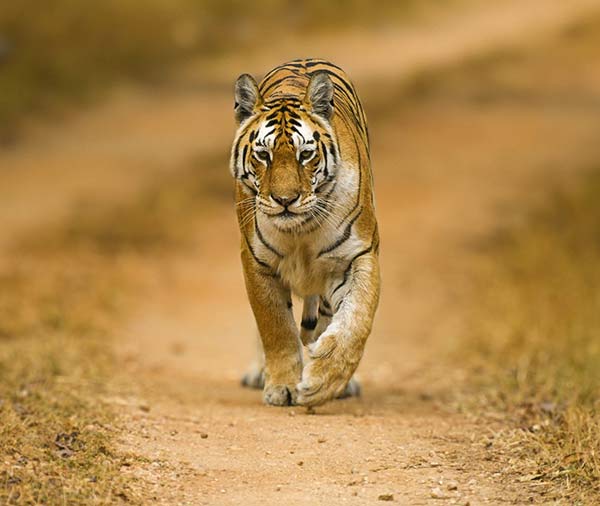 jungle safari in india