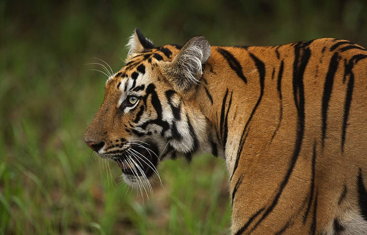 tadoba national park