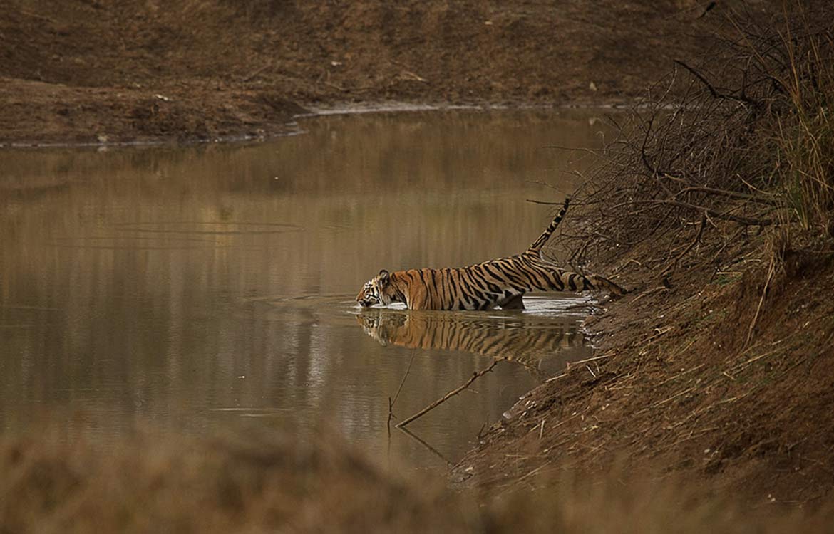 Pench Jungle Camp