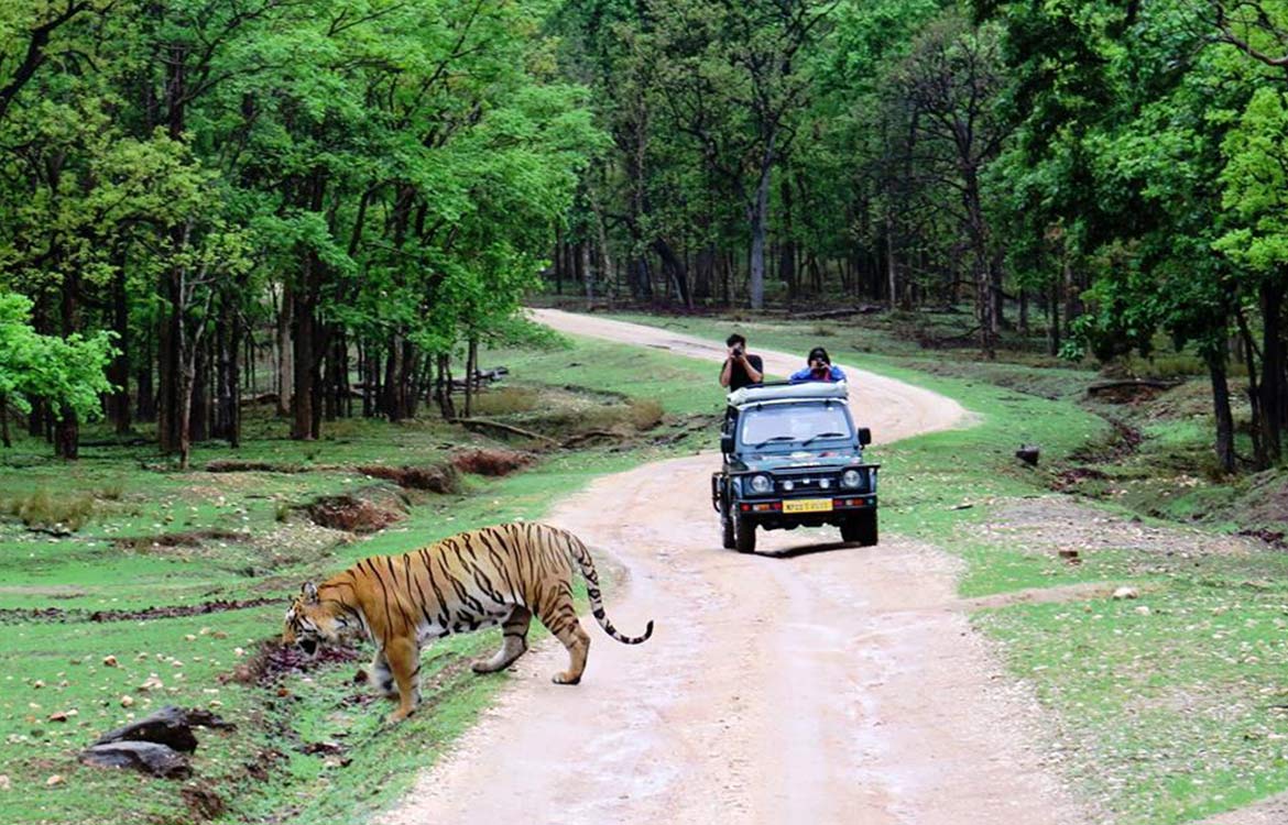 tadoba jungle camp