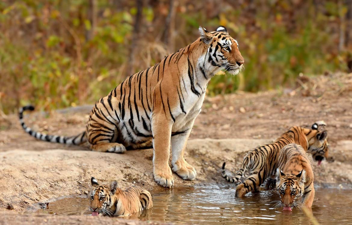 tadoba jungle camp