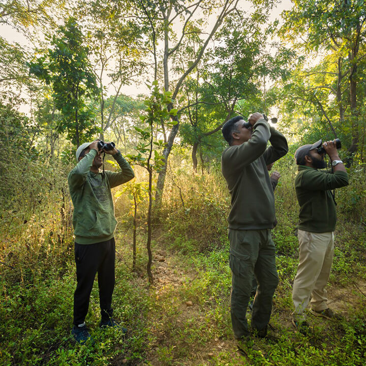 tiger safari tour