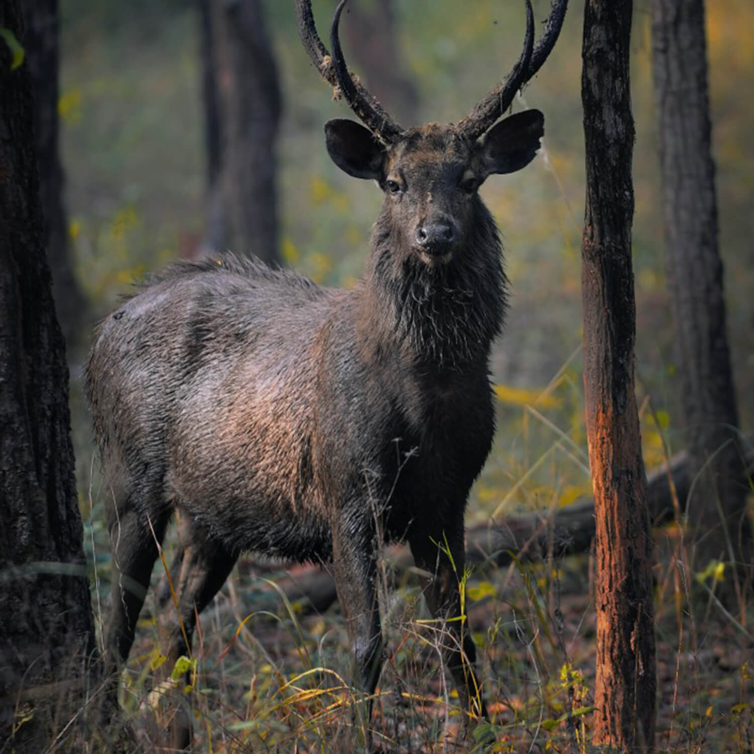 tiger safaris in madhya pradesh