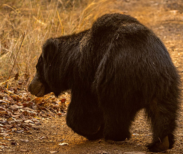 safaris in india